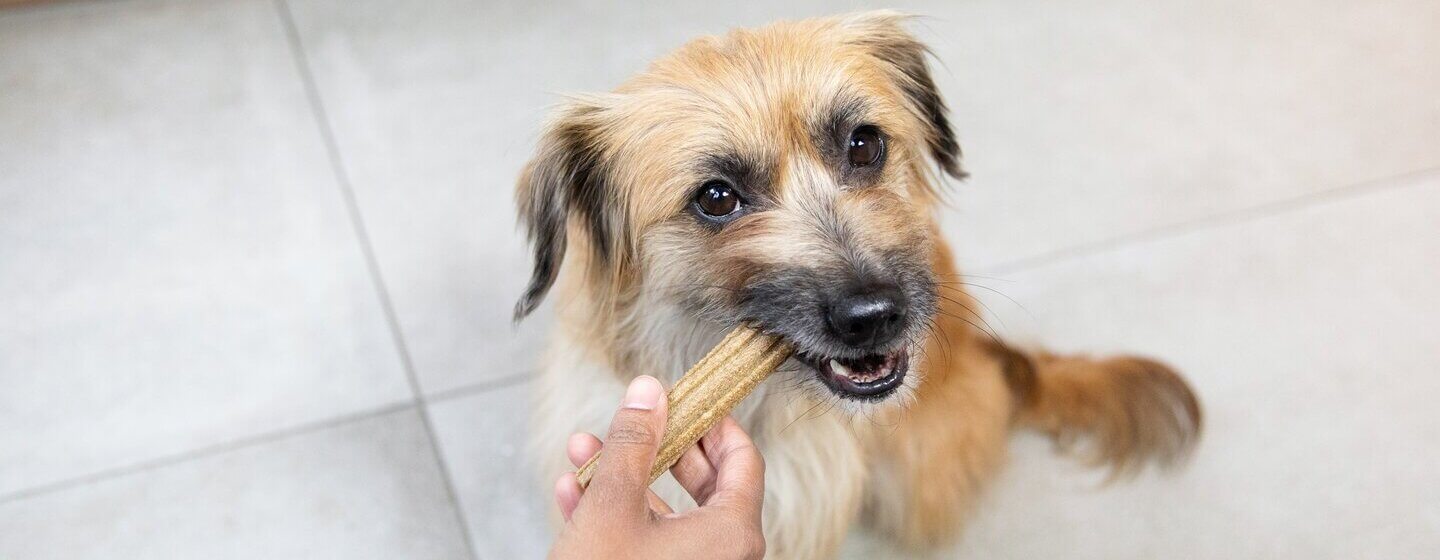Bruine hond is aan het kauwen op een Dentalife kauwstaaf