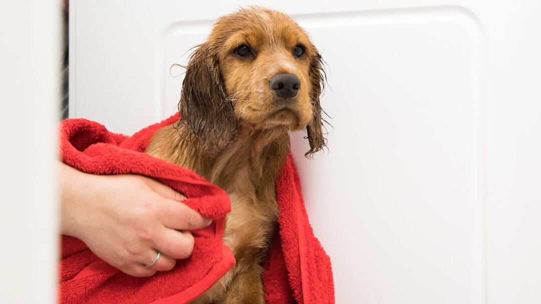 Natte puppy wordt gedroogd met een rode handdoek