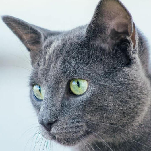 Blauwe Rus kat houdt iemand in de gaten