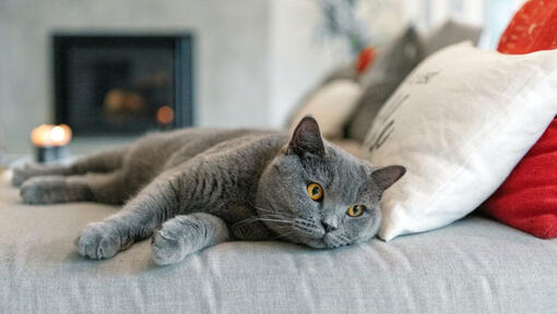 Britse Korthaar kat doet een dutje op de bank