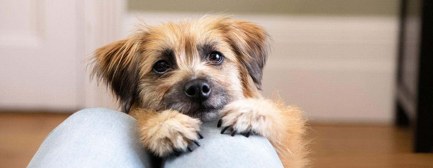 Bruine pluizige hond met zwarte neus en zwarte ogen op de schoot bij de eigenaar