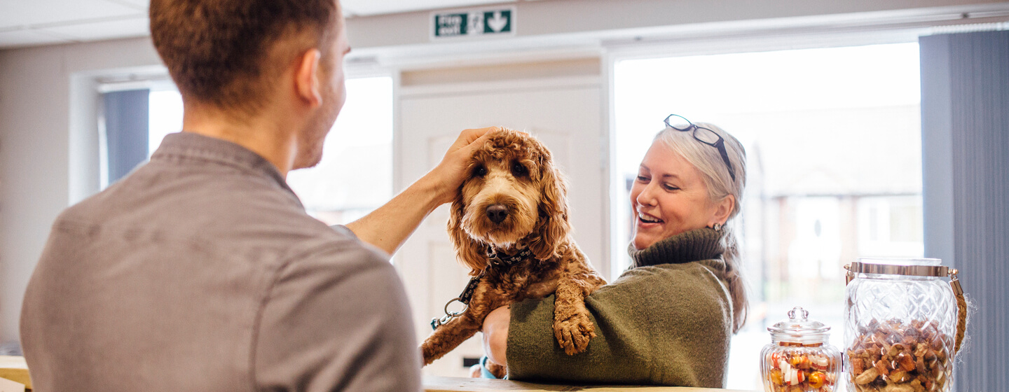 Bruine hond die wordt vastgehouden en geaaid