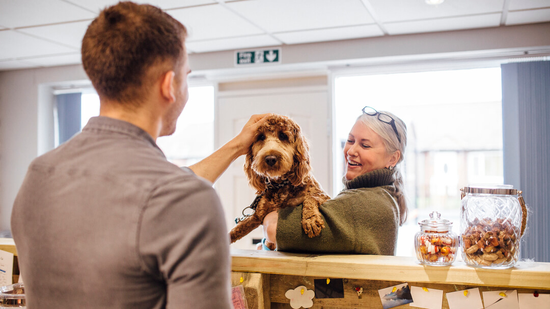 Bruine hond die wordt vastgehouden en geaaid