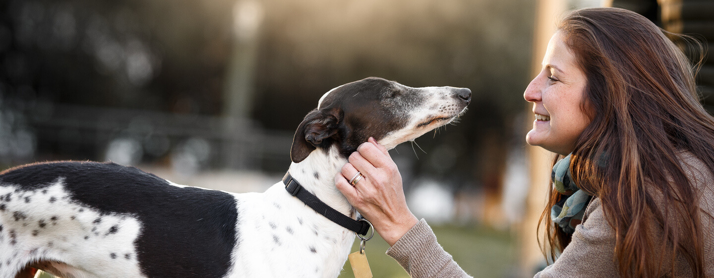 Zwart-witte Whippet hond die wordt gestreeld door de eigenaar