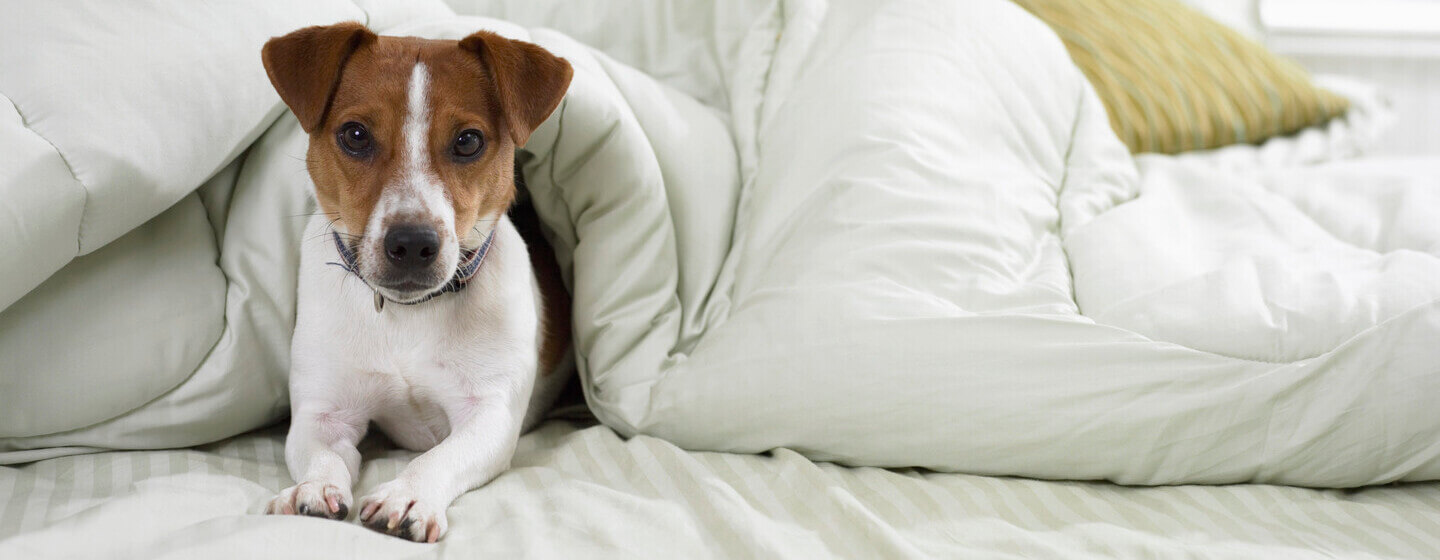 Jack Russell Terrier hond in bed onder de lakens