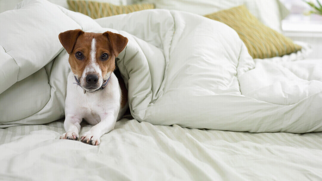 Jack Russell Terrier hond in bed onder de lakens
