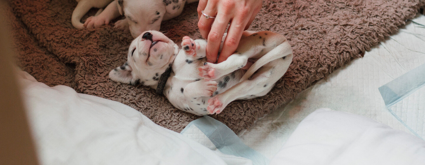 Peuter Vervagen Richtlijnen Puppy aanschaffen: een goede fokker vinden | Purina