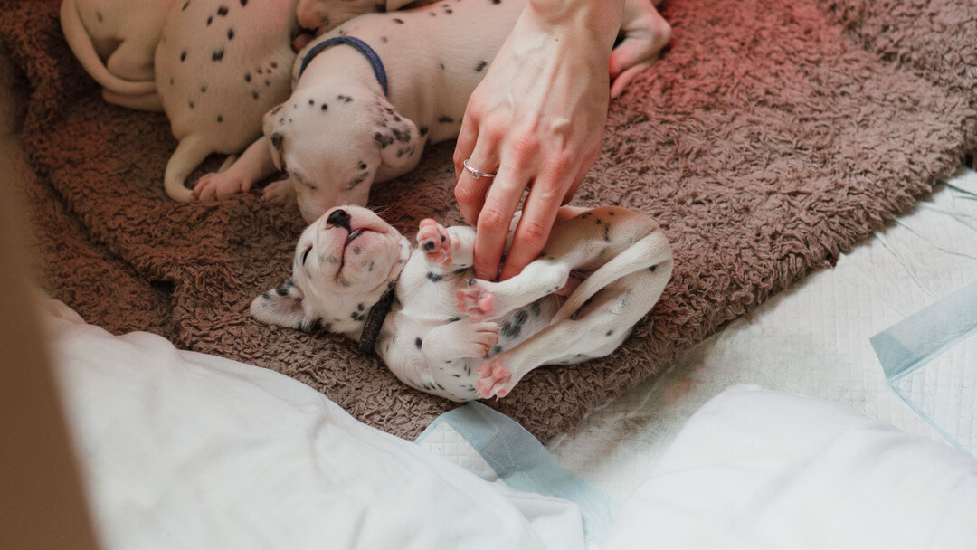 Dalmatische puppy's die worden gekieteld op de buik