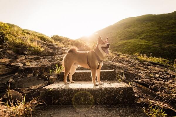 hond staat buiten