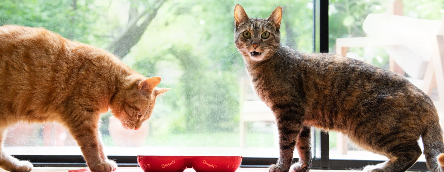 Katten die uit voerbakjes eten