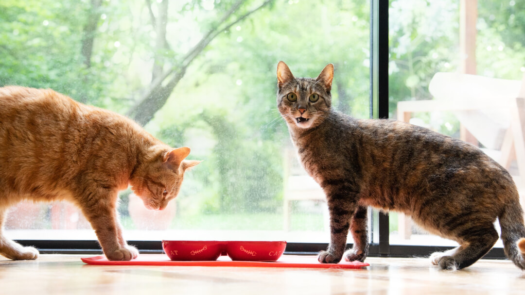 Katten die uit voerbakjes eten