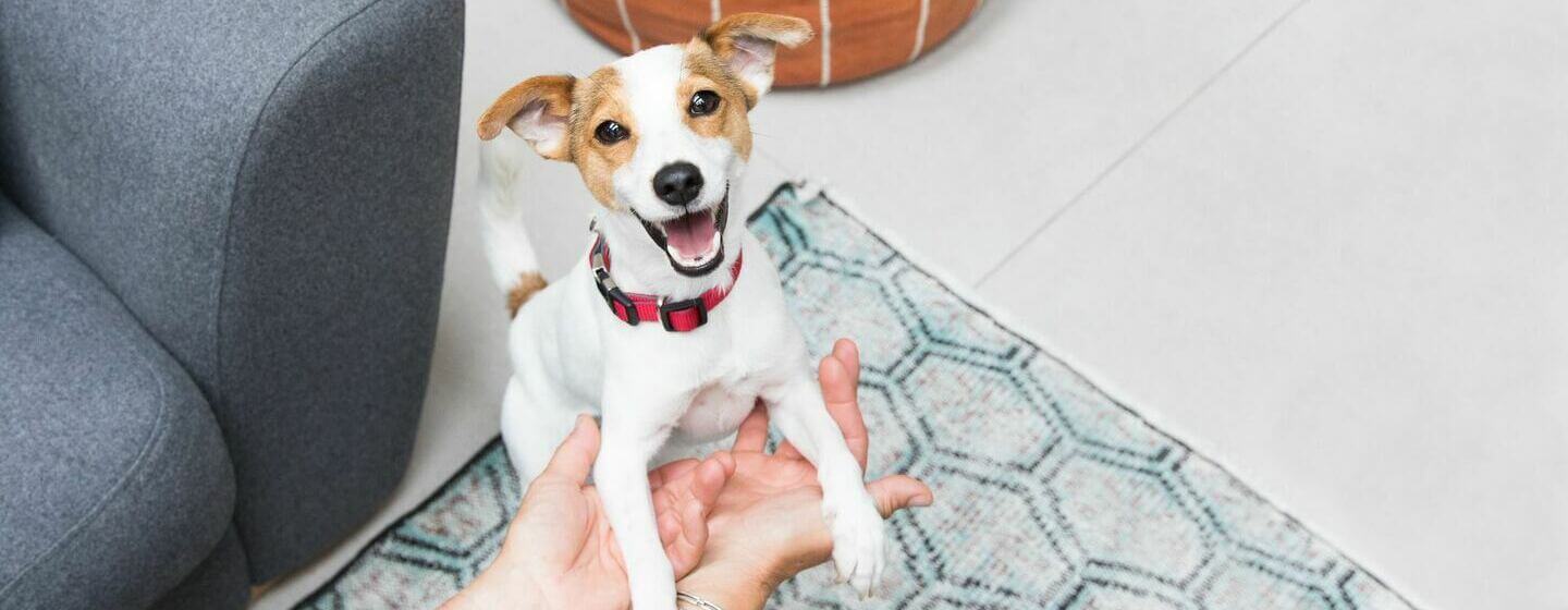 Opgewonden Jack Russell Terriër puppy speelt met zijn baasje