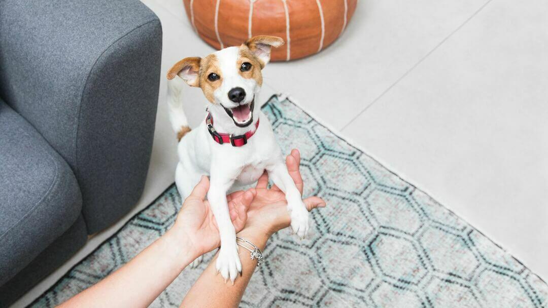 Opgewonden Jack Russell Terriër puppy speelt met zijn baasje