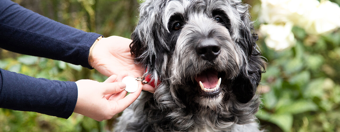 Persoon kijkt naar de halsband van een hond