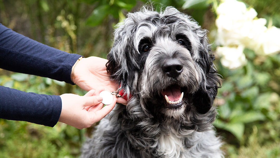 Persoon kijkt naar de halsband van een hond