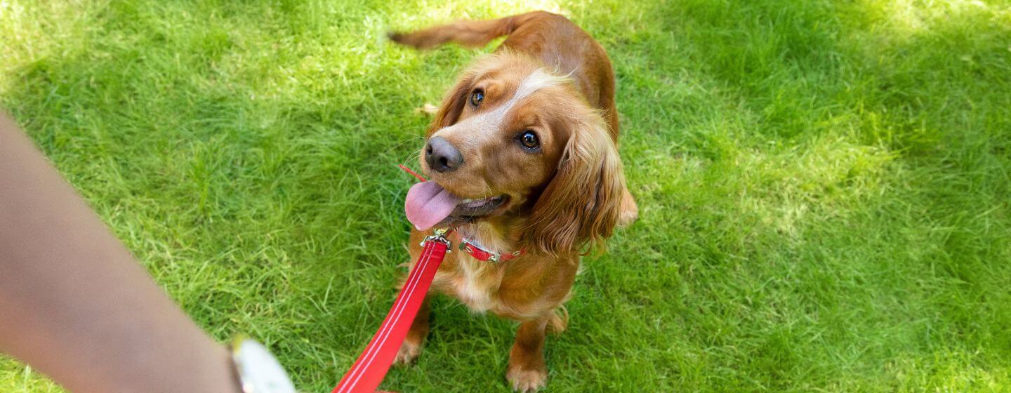 Lichtbruine hond met rode halsband staat met eigenaar op het gras.