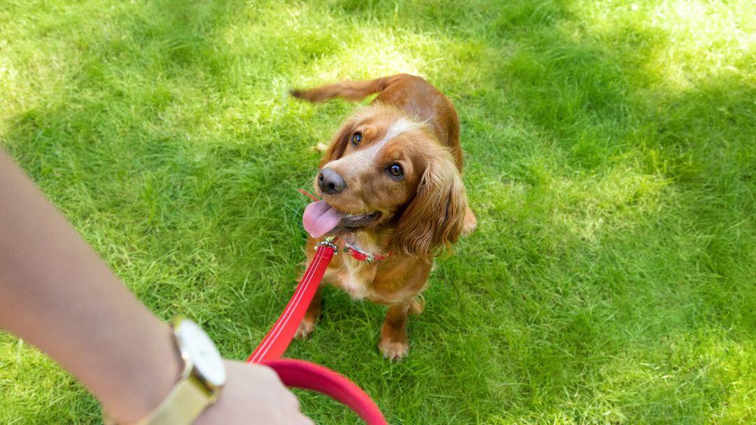 Lichtbruine hond met rode halsband staat met eigenaar op het gras.