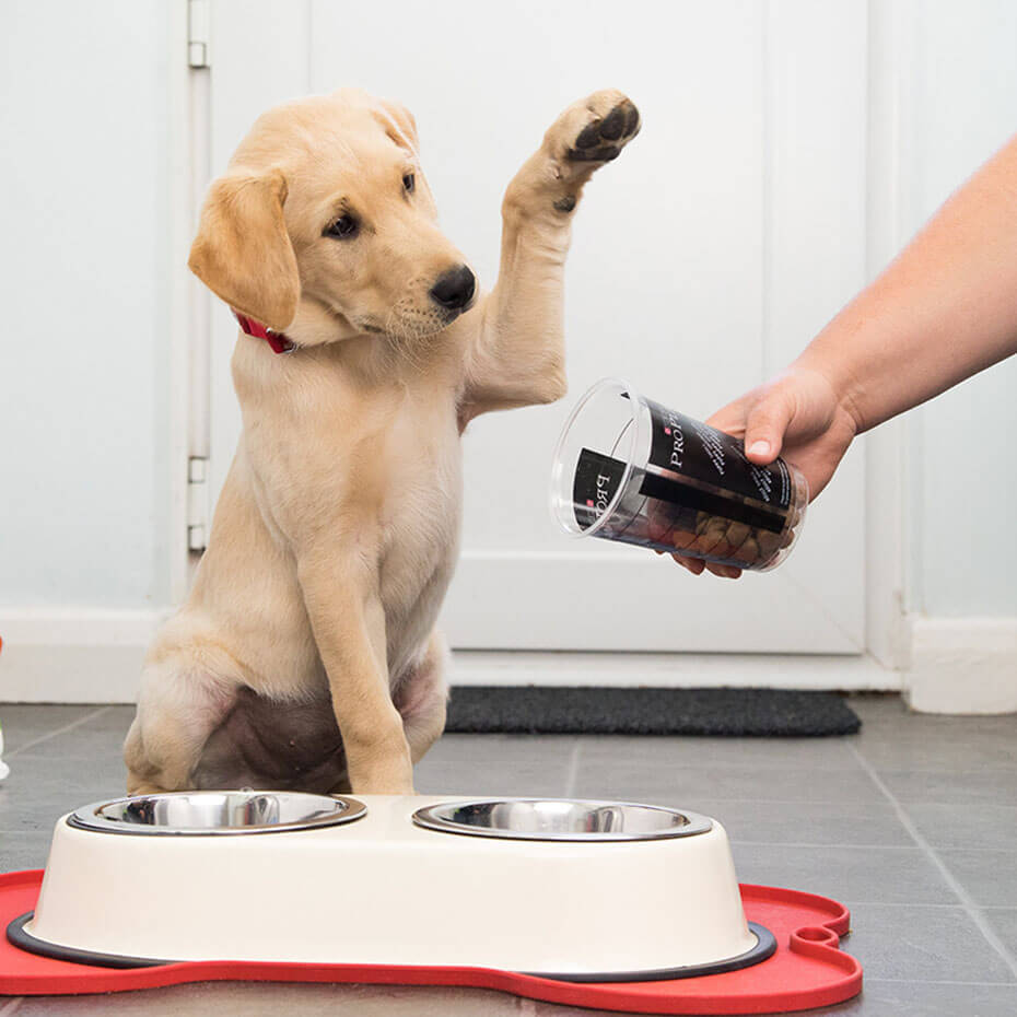 puppy vraagt om meer brokjes