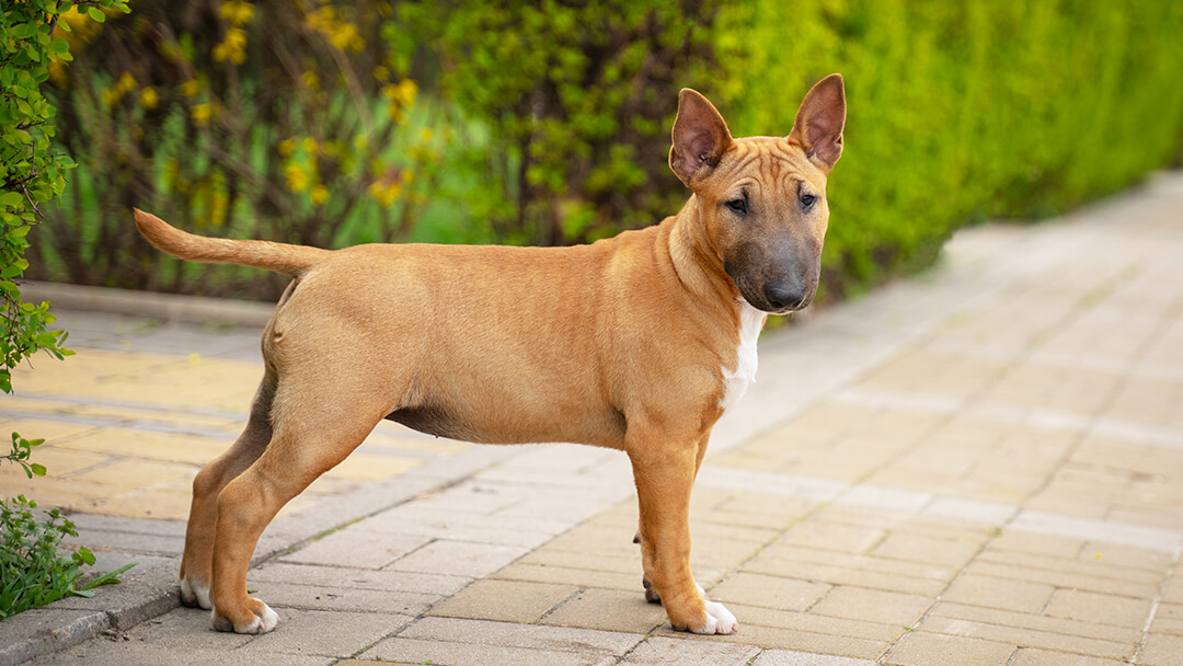 Hond in een tuin