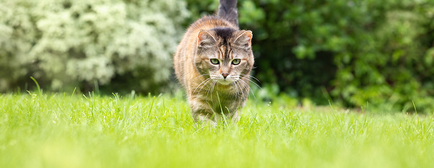 Kat die door gras loopt