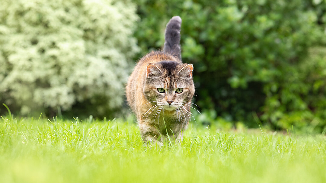 Kat die door gras loopt