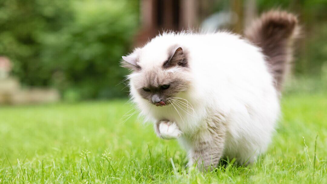 Onbelangrijk Verkoper Vertolking Haarbal kat - Het verminderen van haarballen | Purina