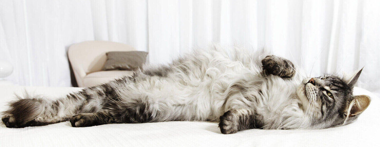 Grijze kat rolt rond op een bed.