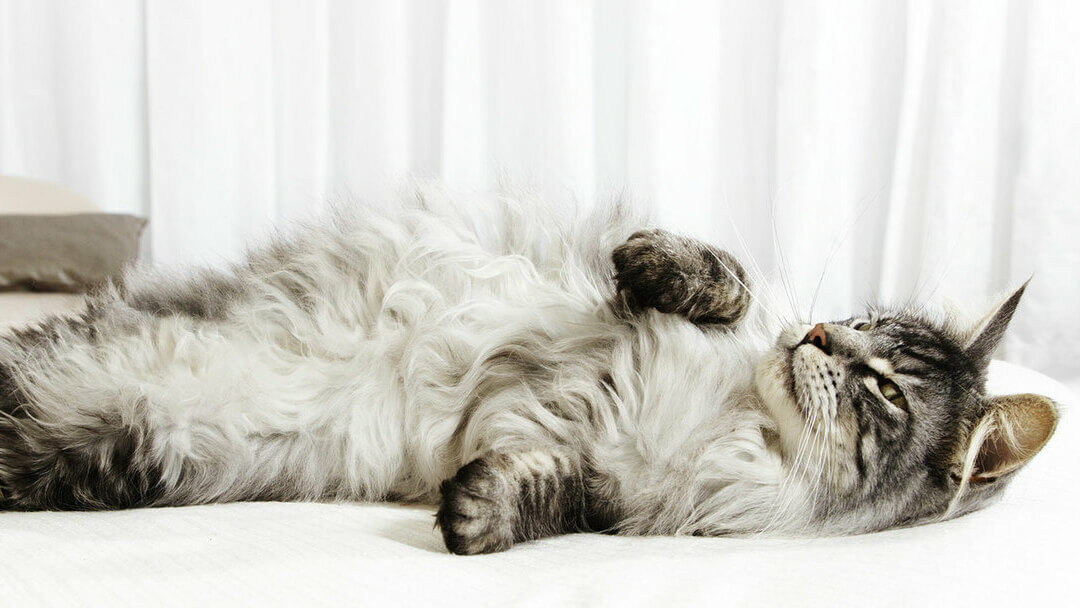 Grijze kat rolt rond op een bed.