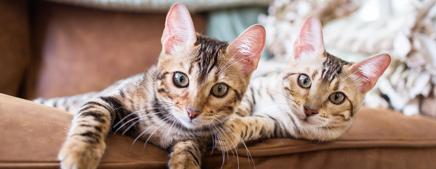 Twee katten die op de bank liggen