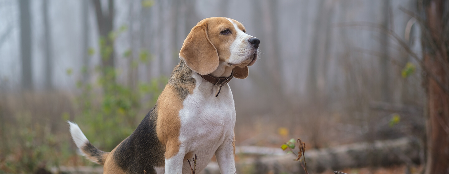 Hond staand op stuk hout in bos