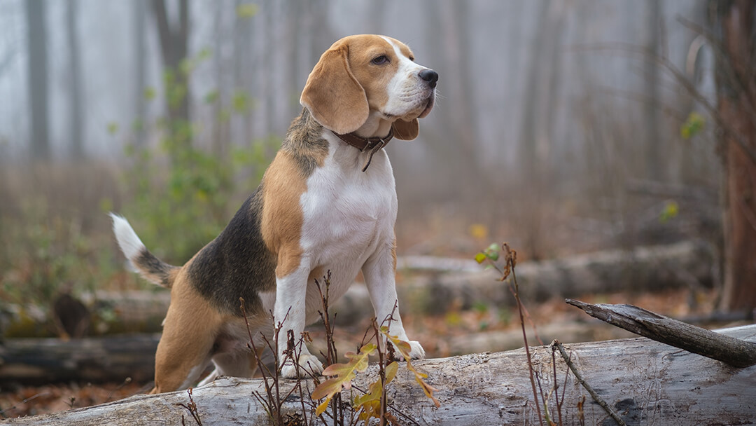 Hond staand op stuk hout in bos