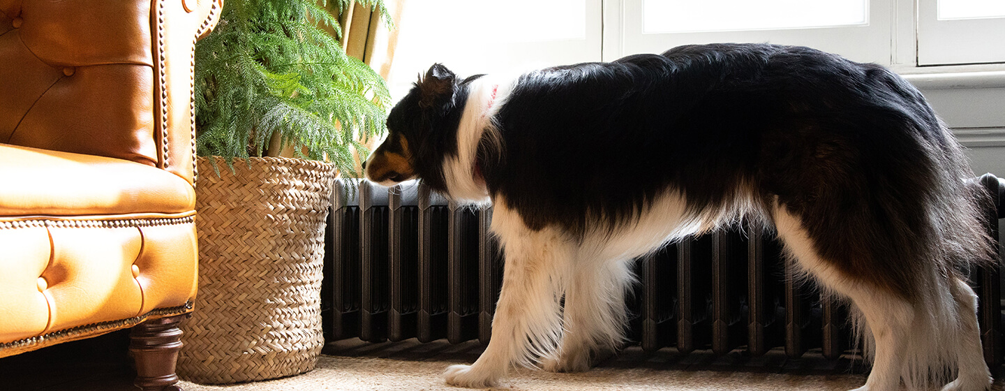 Hond ruikt aan plant in de woonkamer
