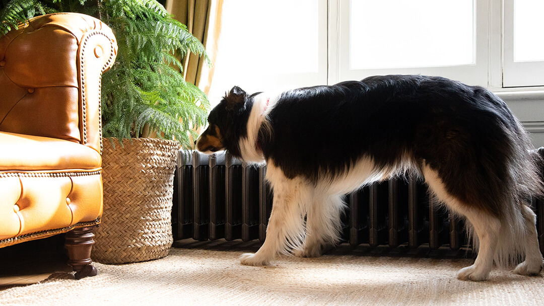 Hond ruikt aan plant in de woonkamer