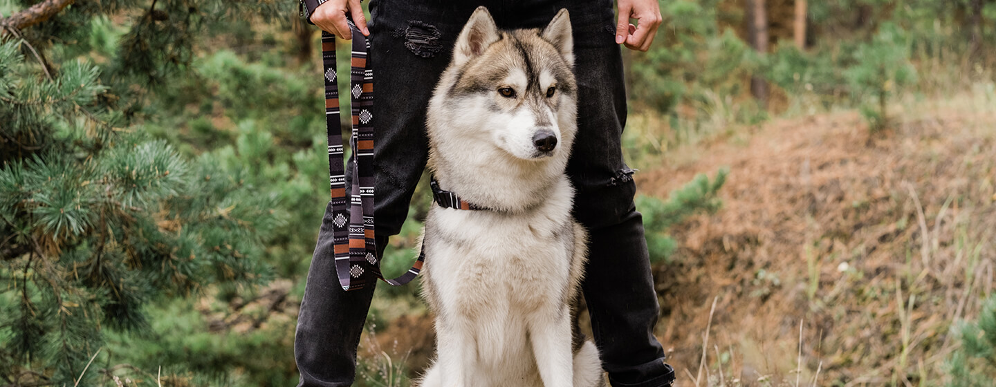 Hond die met eigenaar in het bos is