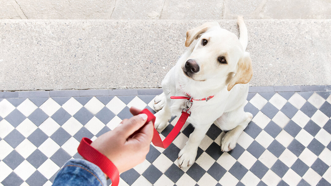 Hond met rode riem zittend op de drempel 