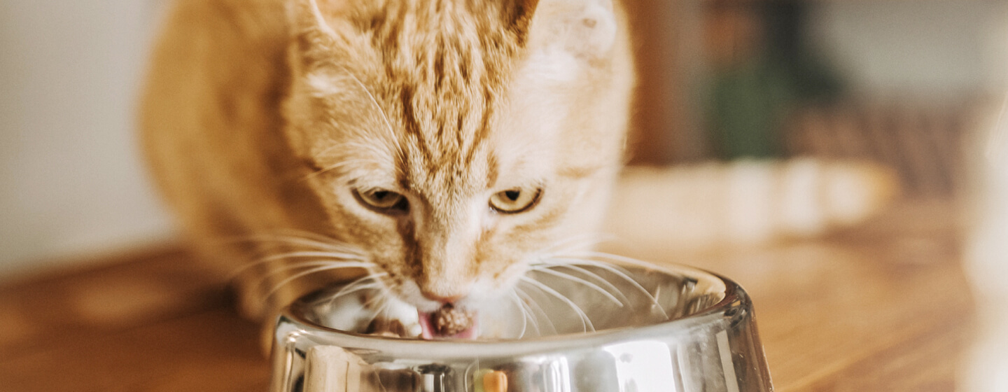 Gavmild vedvarende ressource Mange farlige situationer Voedingsadvies - Beste kattenvoer voor kat