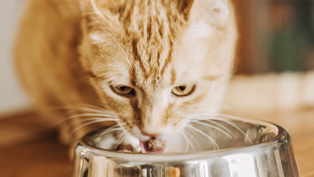 rode kat eet uit een bakje