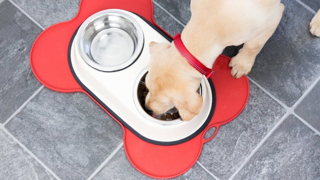 Je Volwassen Hond Voeren – Voedingsgids Voor Honden | Purina