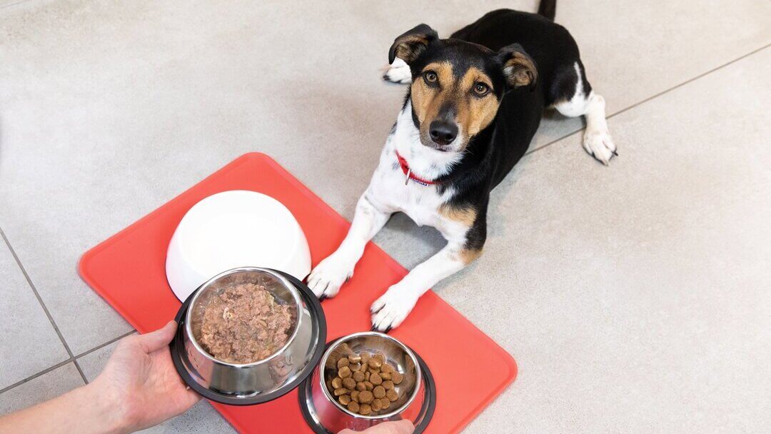 Puppy krijgt voer in bakken