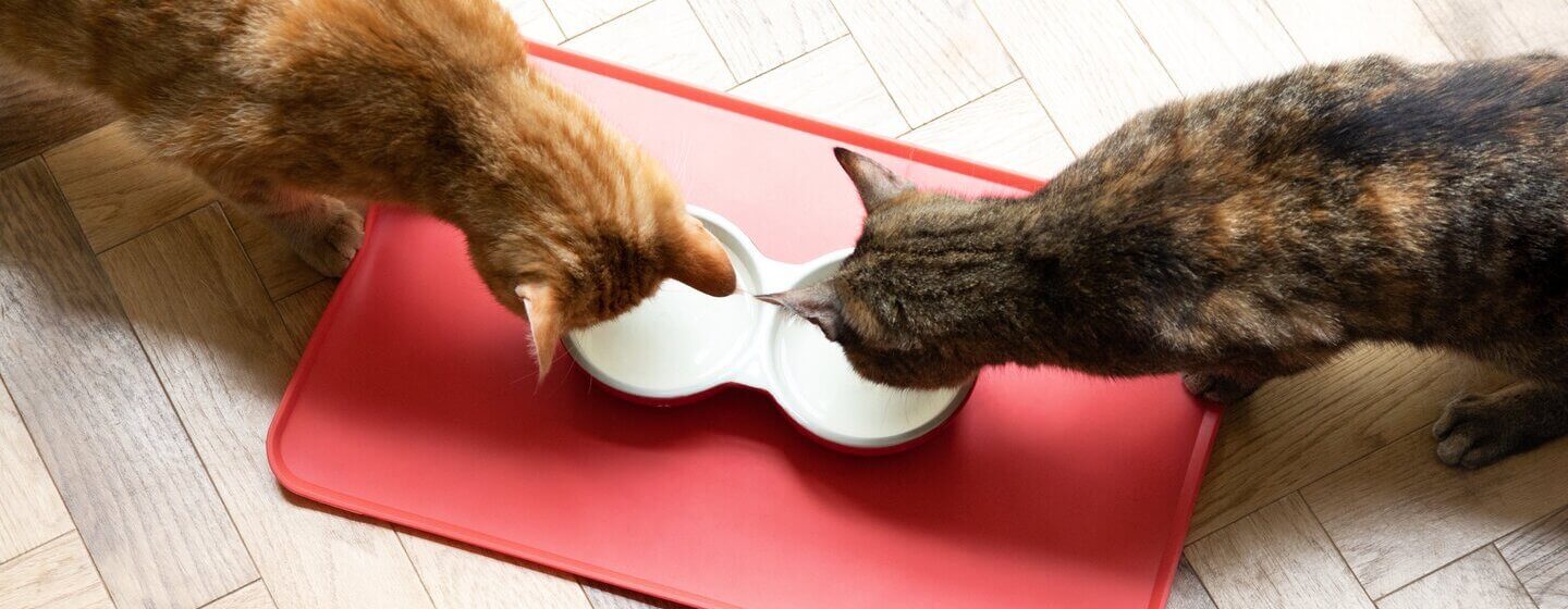 Katten die uit voerbakjes eten