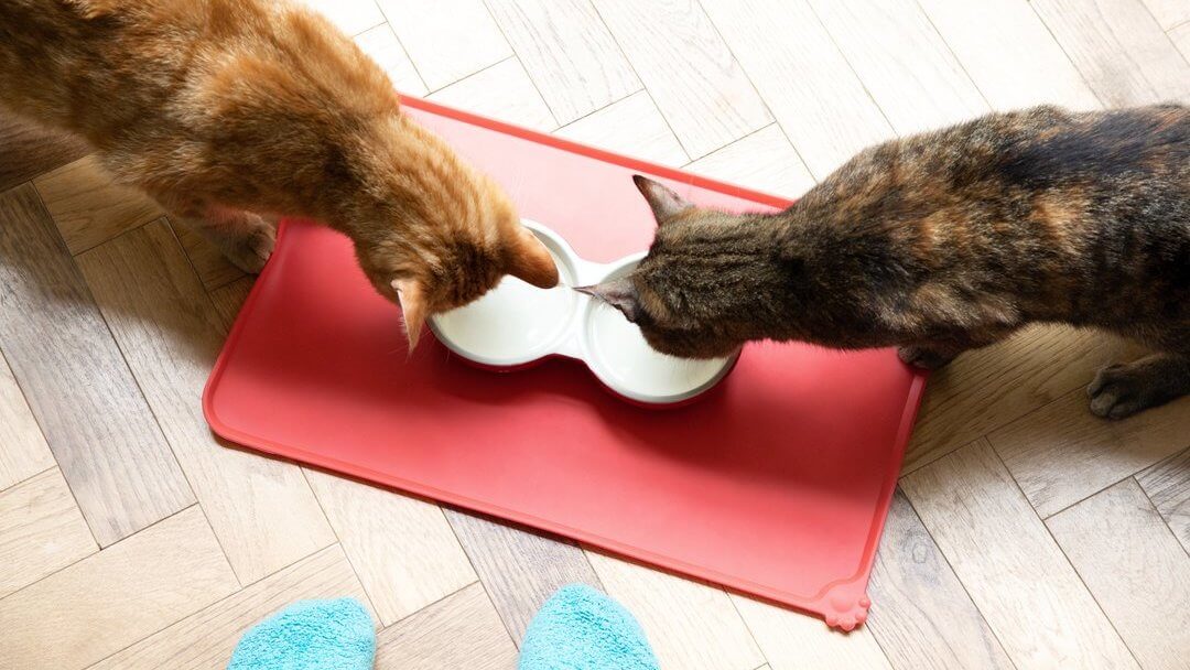 Katten die uit voerbakjes eten