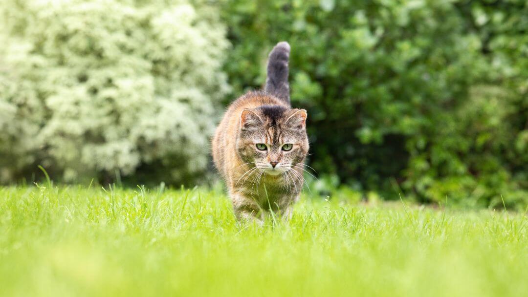 Kat sluipend in gras