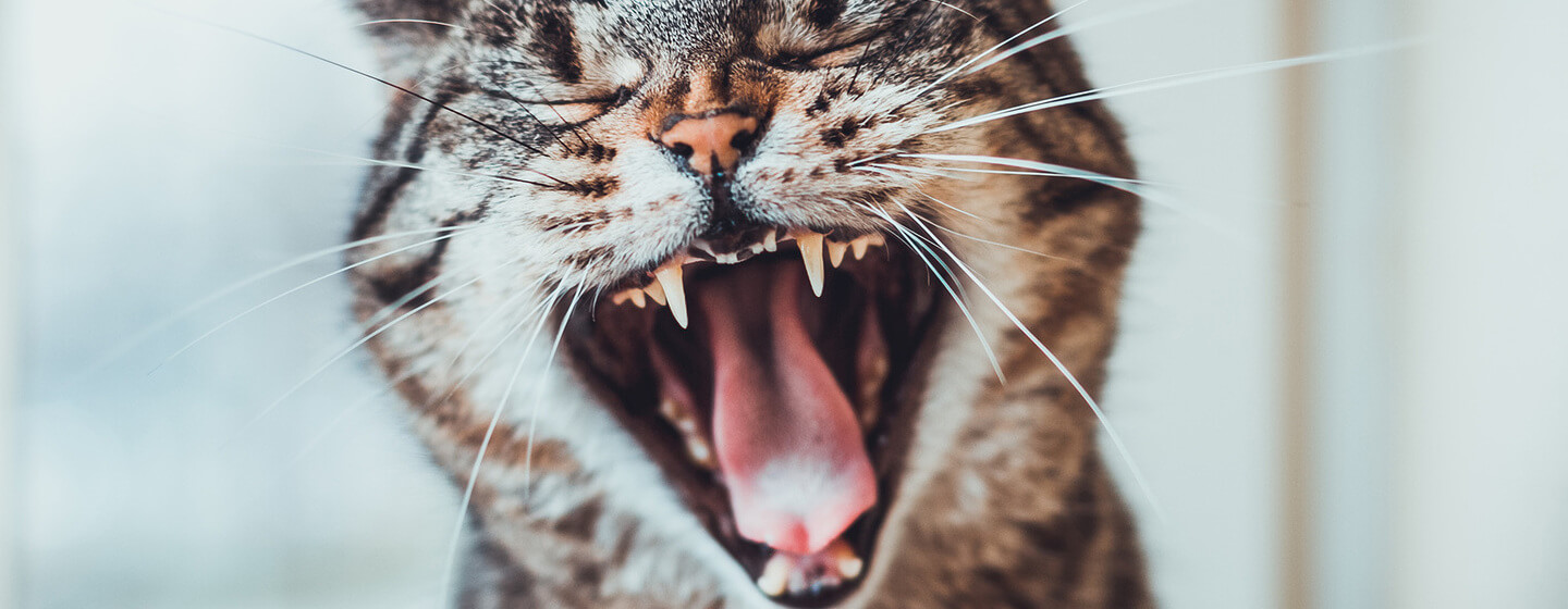 detectie Nietje Verst Tandenpoetsen kat - Gebitsverzorging van je kat | Purina