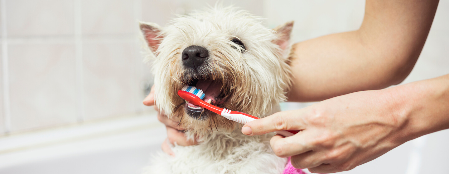 kleine witte hond waarvan de tanden worden gepoetst