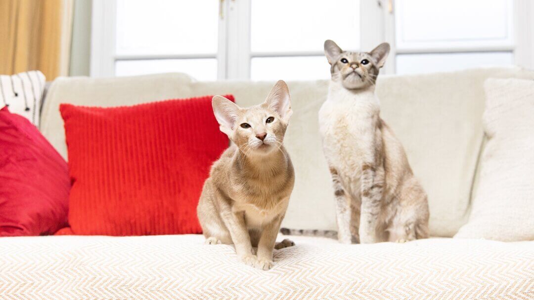 Twee beige katten die op een bank met een rood hoofdkussen zitten.