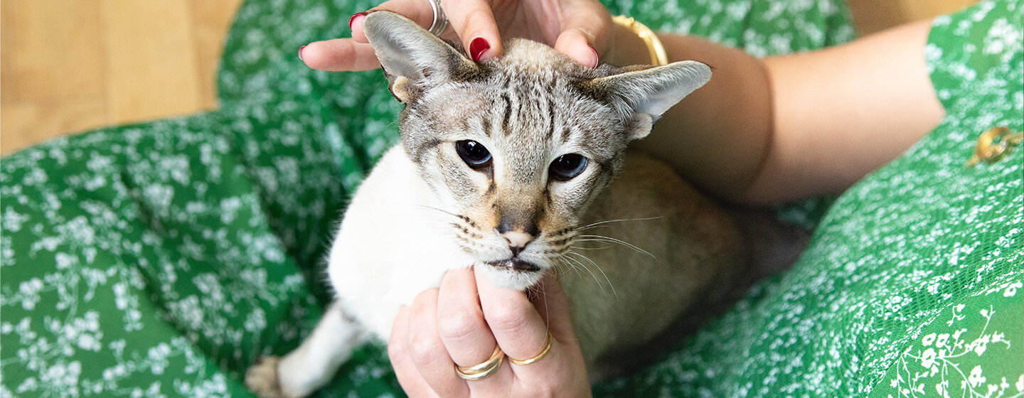 Vrouw in groene jurk die een kat aait