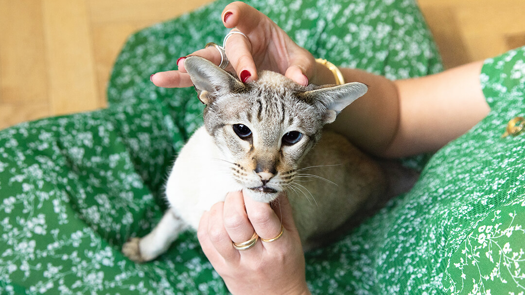 Tegenstrijdigheid oogsten Officier Kinderen leren om voor katten te zorgen | Purina