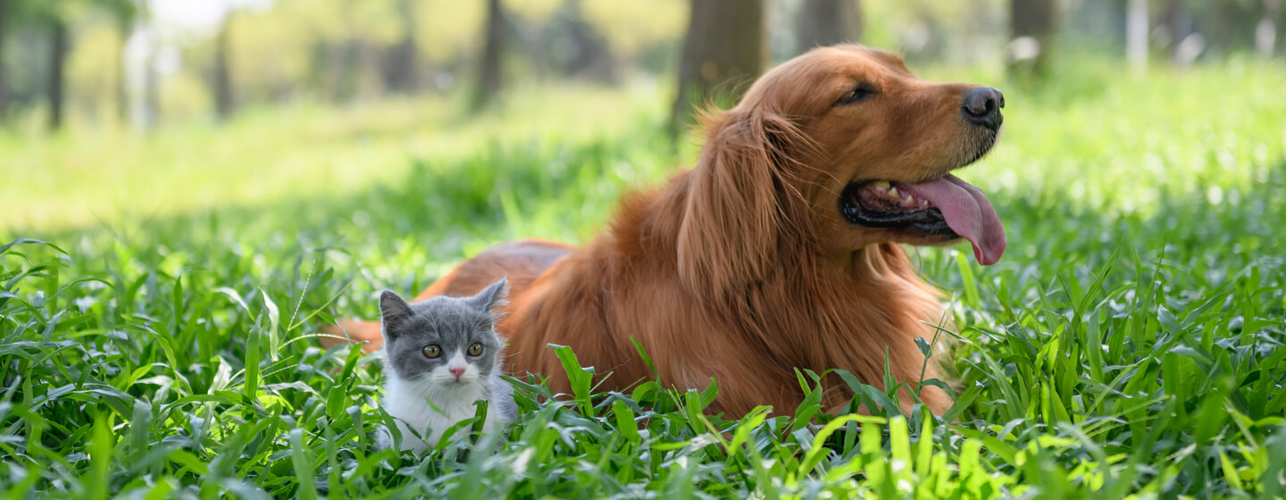 Kleine kitten zit met een hond in lang gras