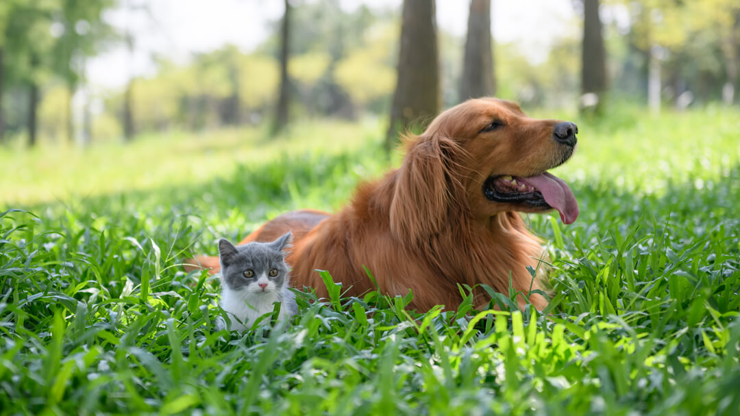 Kleine kitten zit met een hond in lang gras