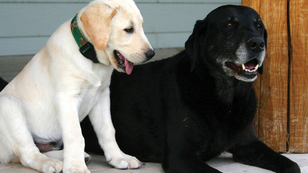 Jonge pup naast een oudere hond